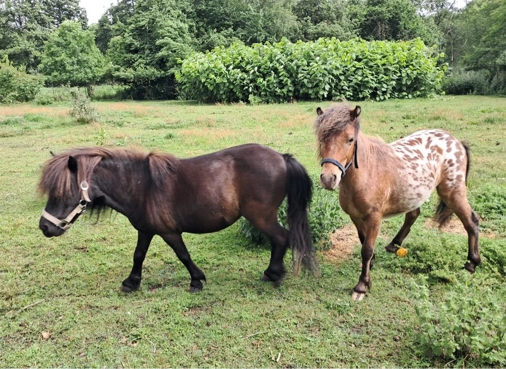 Mini-Pony-Stute & Hengstfohlen (auch einzeln abzugeben)