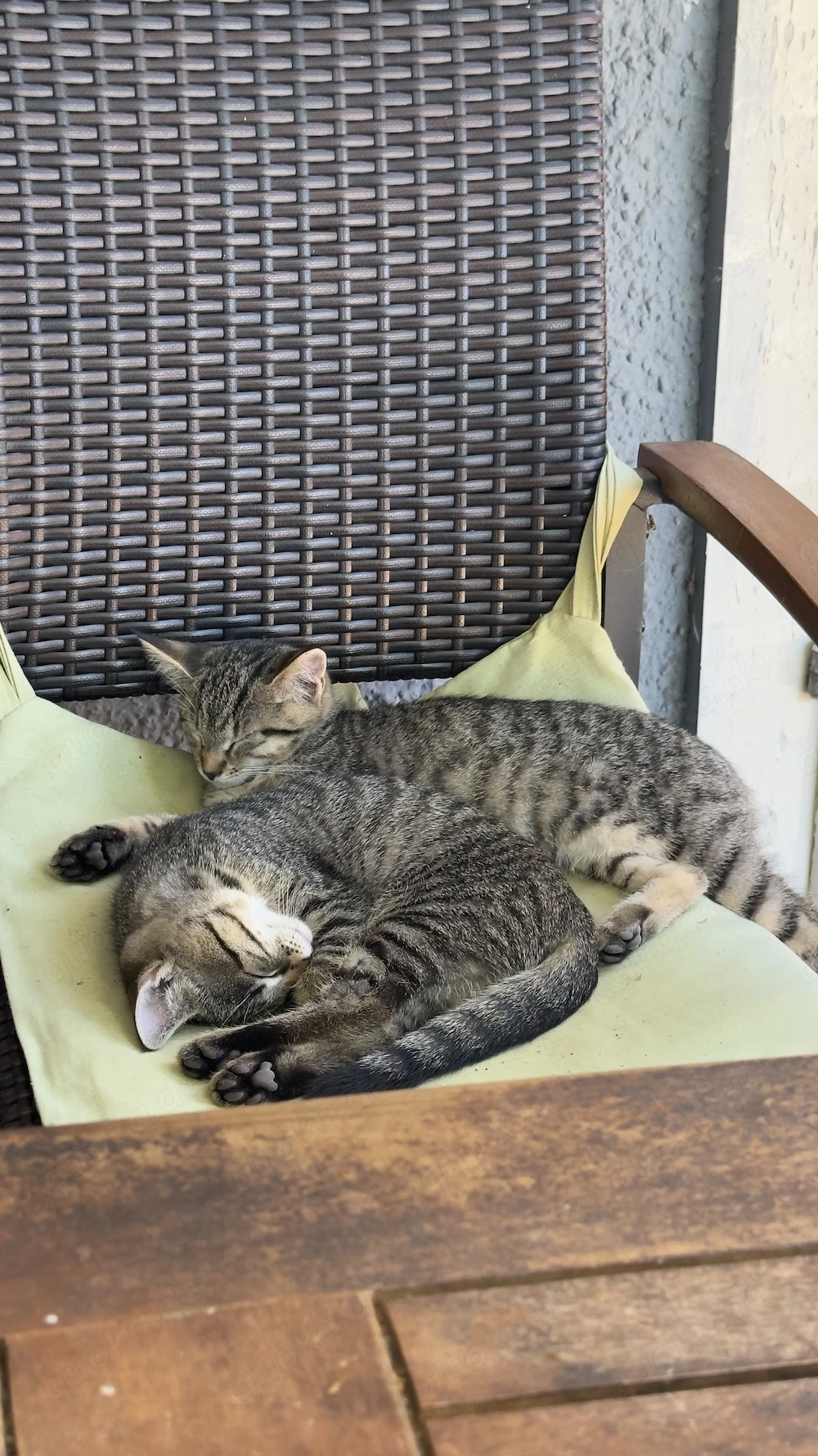 Kartäuser mix Katzenbabys
