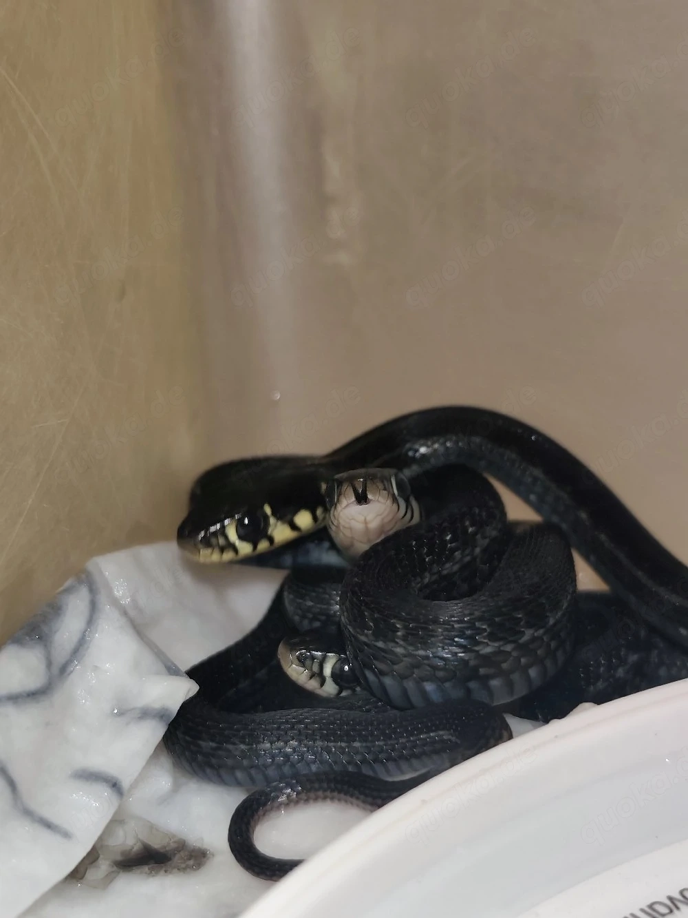 Thamnophis Eques cuitzeoensis 