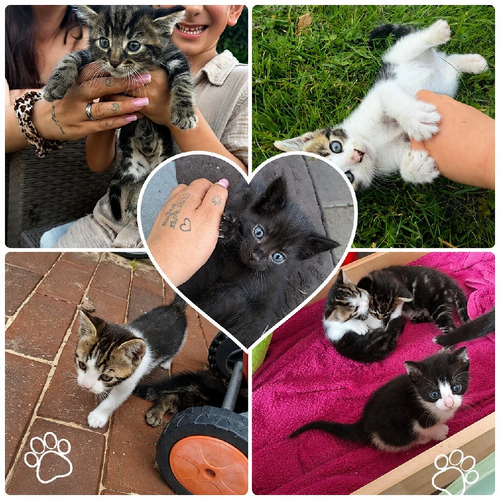 Niedliche Babykatzen 