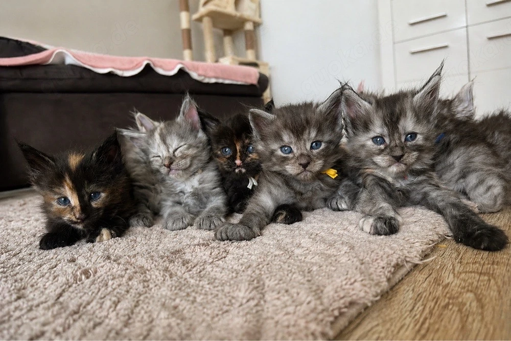    Maine Coon Kitten   Silver   Smoke   Tortie   liebevoll aufgezogen   