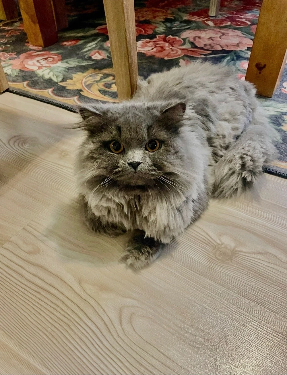 bkh Kater LH