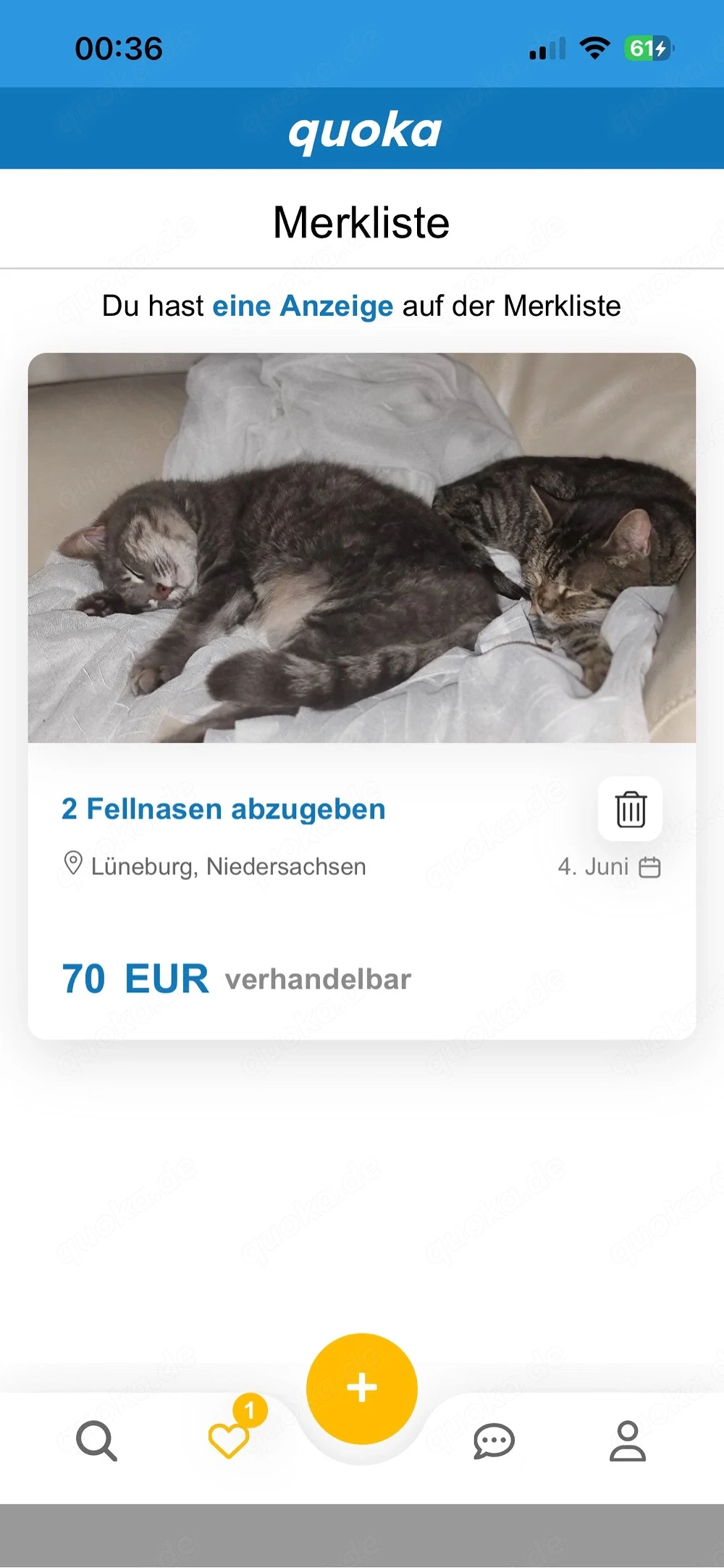 wichtiger hinweis zu den katzen Yoda&Hanna