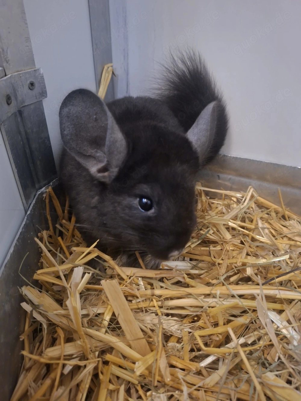 Junge Chinchilla, 2   männlich, reingehüpft in Altötting 
