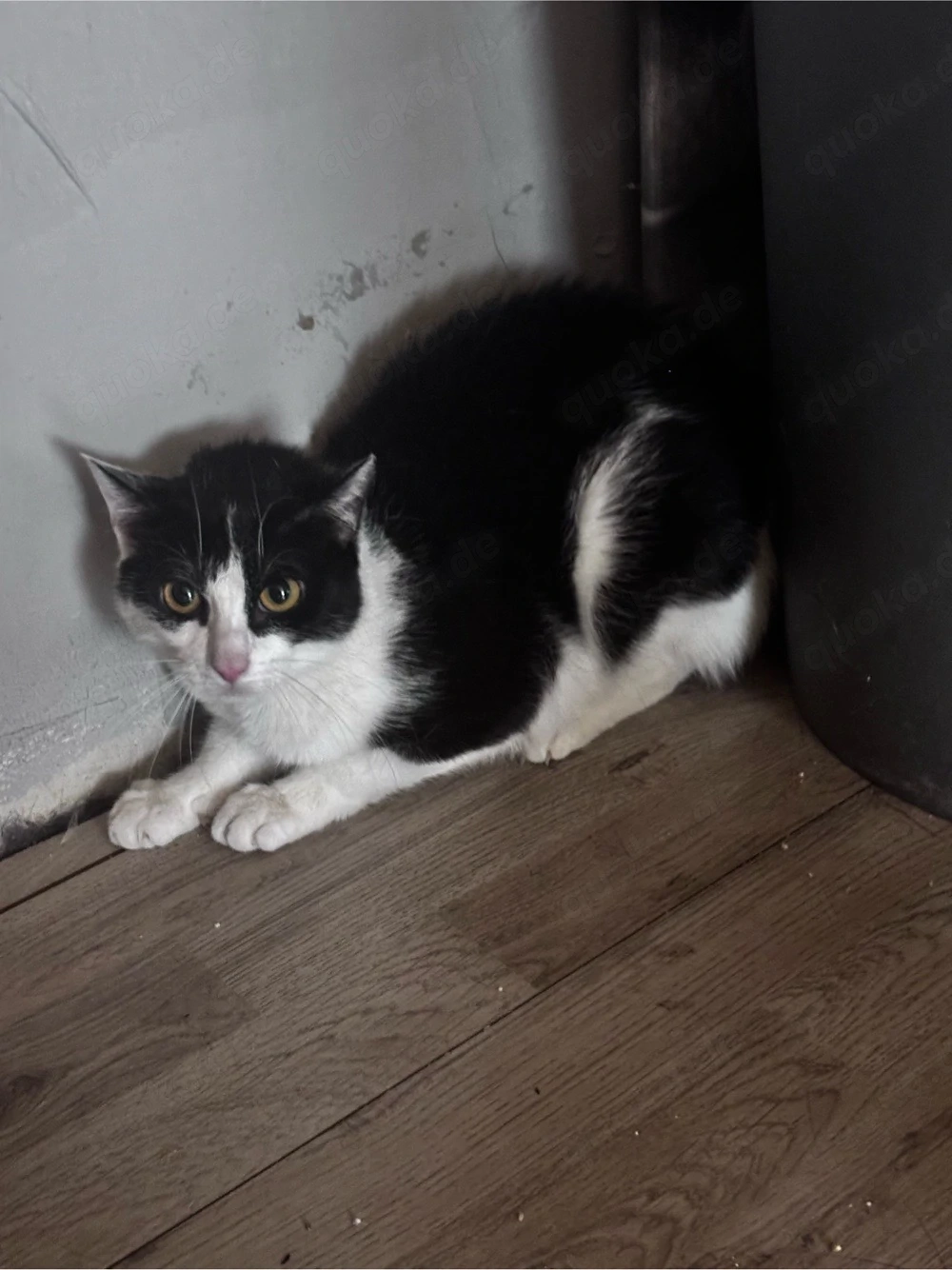 Zwei 1jährige Kater