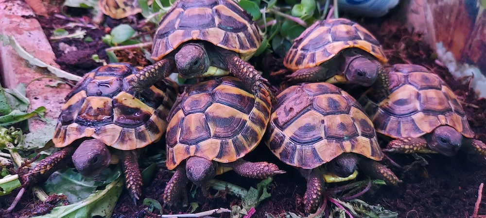 Wieder schöne Griechische Landschildkröten Testudo hermanni in Altötting eingetroffen! 99,    