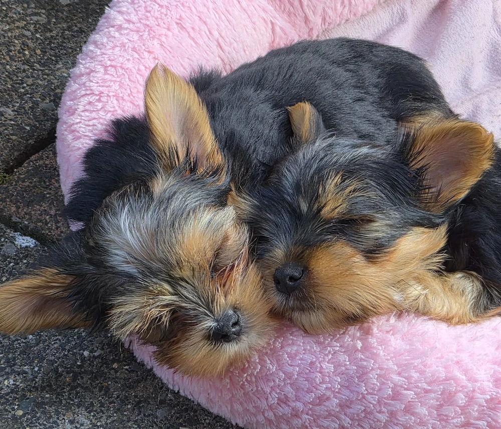 Wir verkaufen hier 2 zuckersüße Biewer Yorkshire Terrier Welpen 