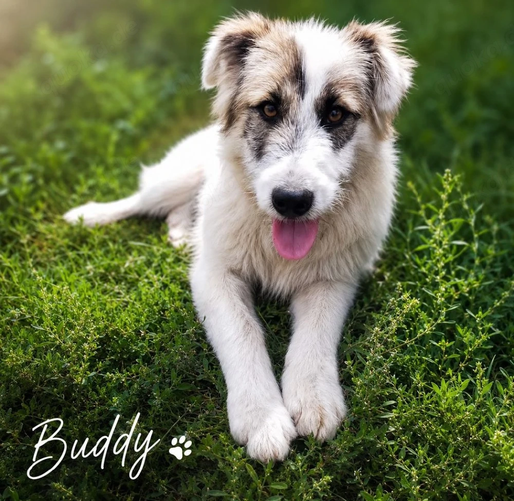 Buddy - will dein bester Freund werden!