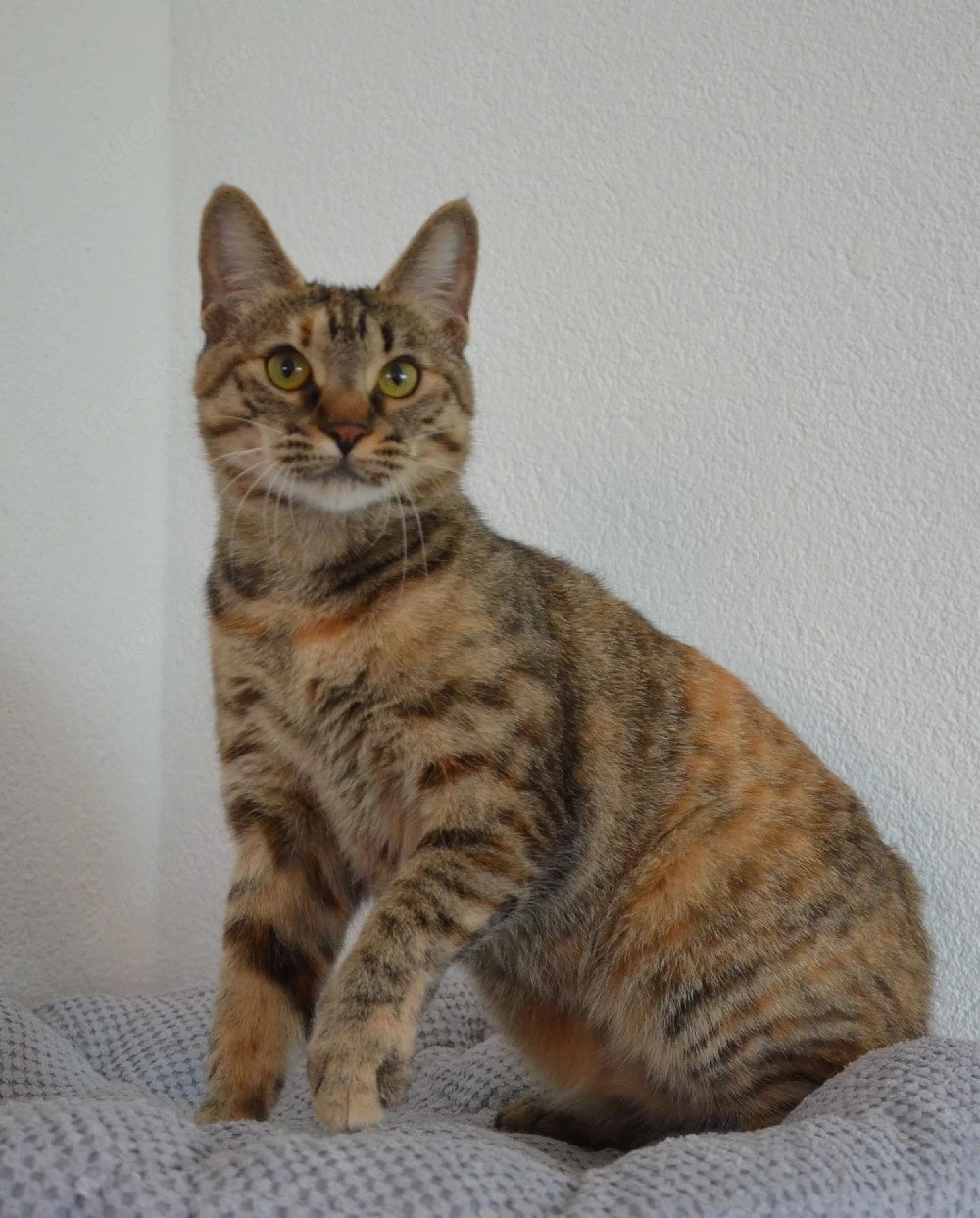 Katze Katzendame Kurilian Bobtail kurzhaar mit Stammbaum 