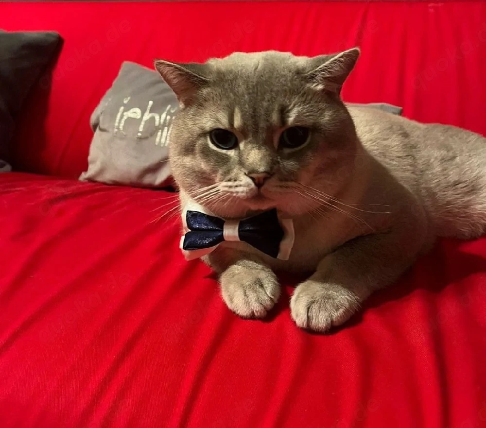 Deckkater 