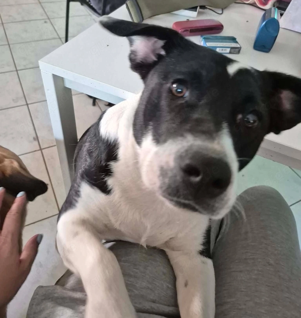 Inci (geb. ca. 07 2024, lebt in ungarischem Tierheim und sucht ein Zuhause