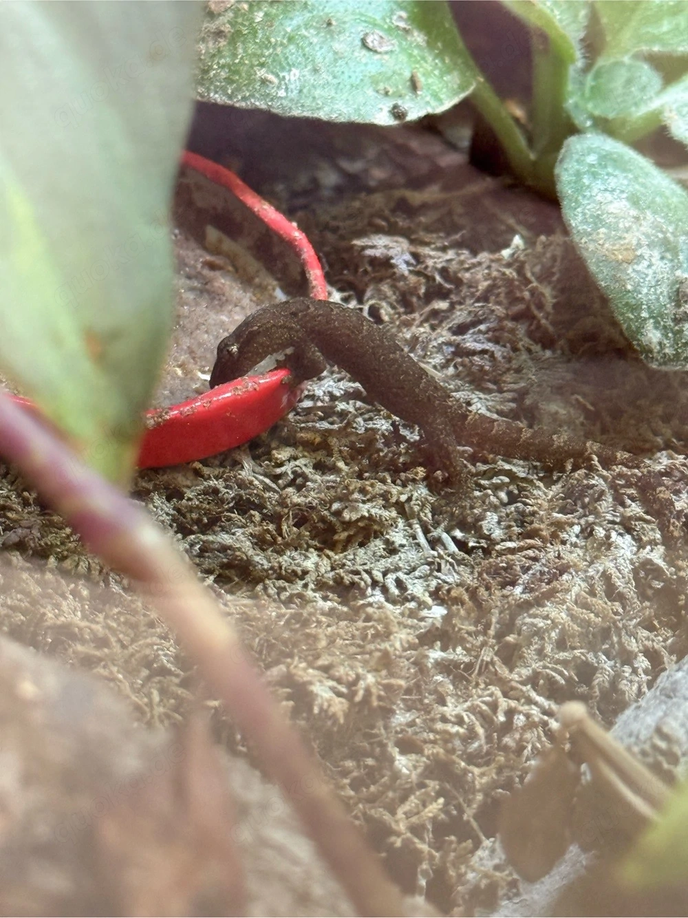 lepidodactylus lugubris, Jungferngecko Nachwuchs