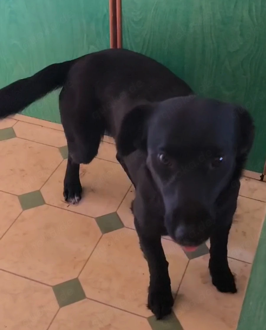 Dackel kroatischer Schäferhund Mix Hündin 2j 8kg 35cm SCHEU 