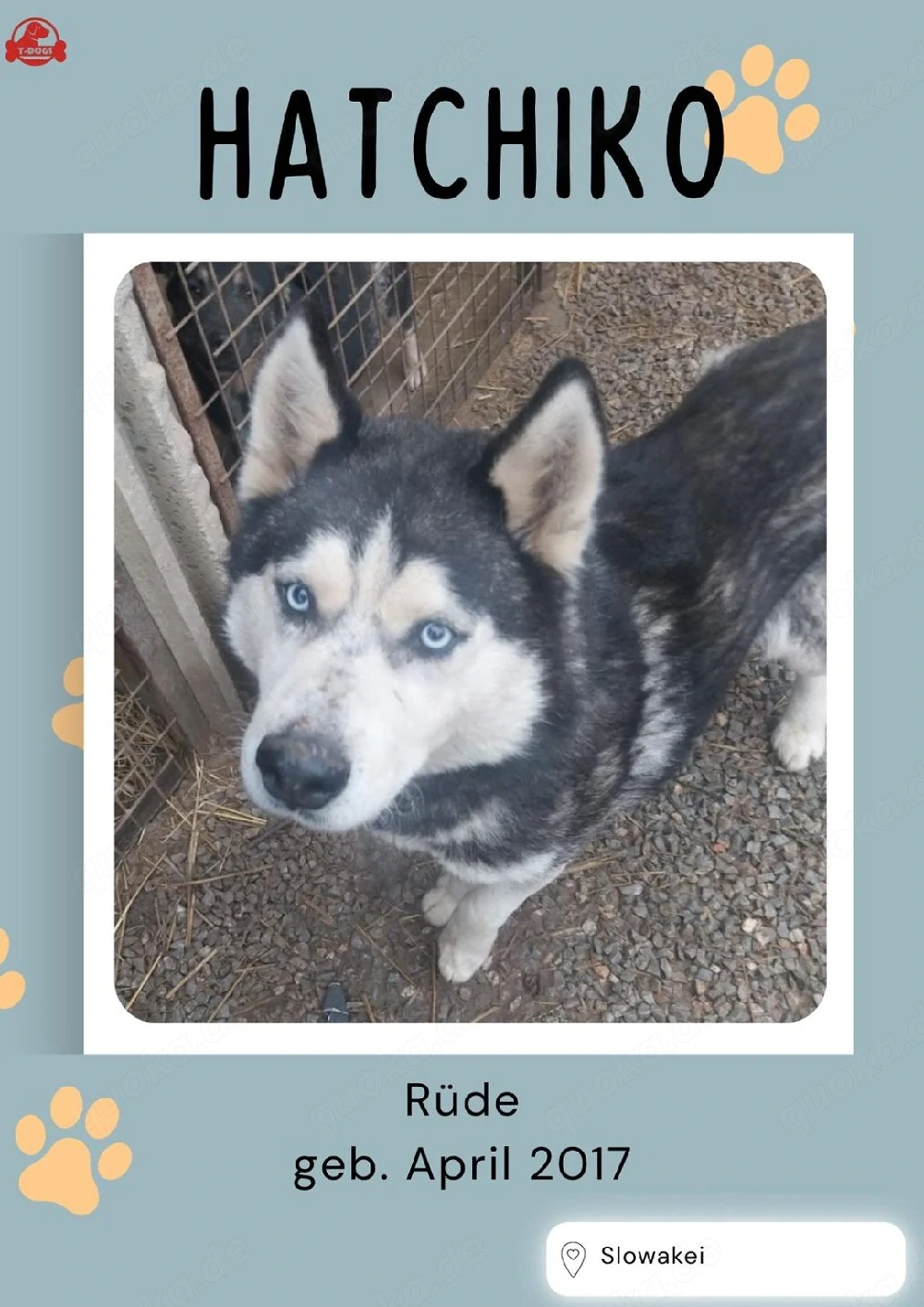 Hatchiko sucht sein Glück 