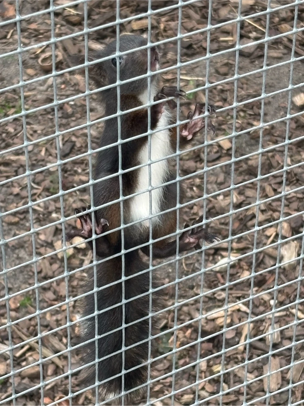 Europäische Eichhörnchen
