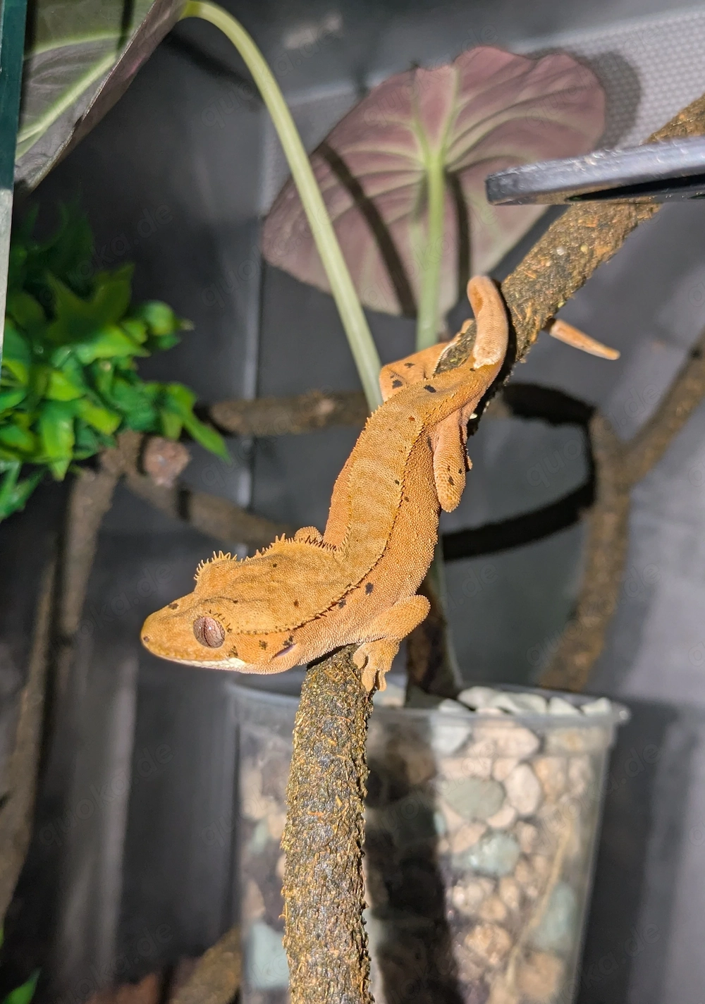 Kronengecko Correlophus ciliatus red dalmatian