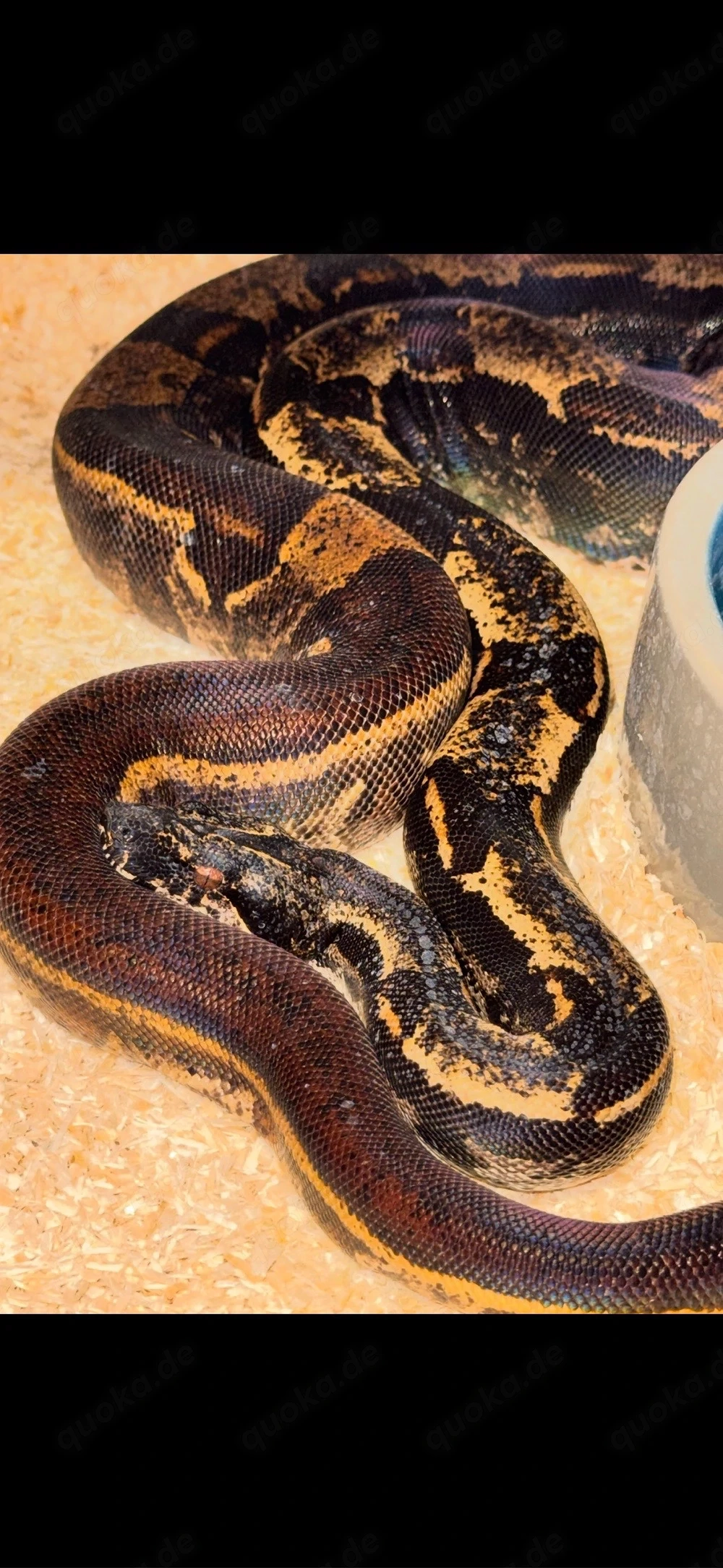 Hypo Img Jungle NZ'21