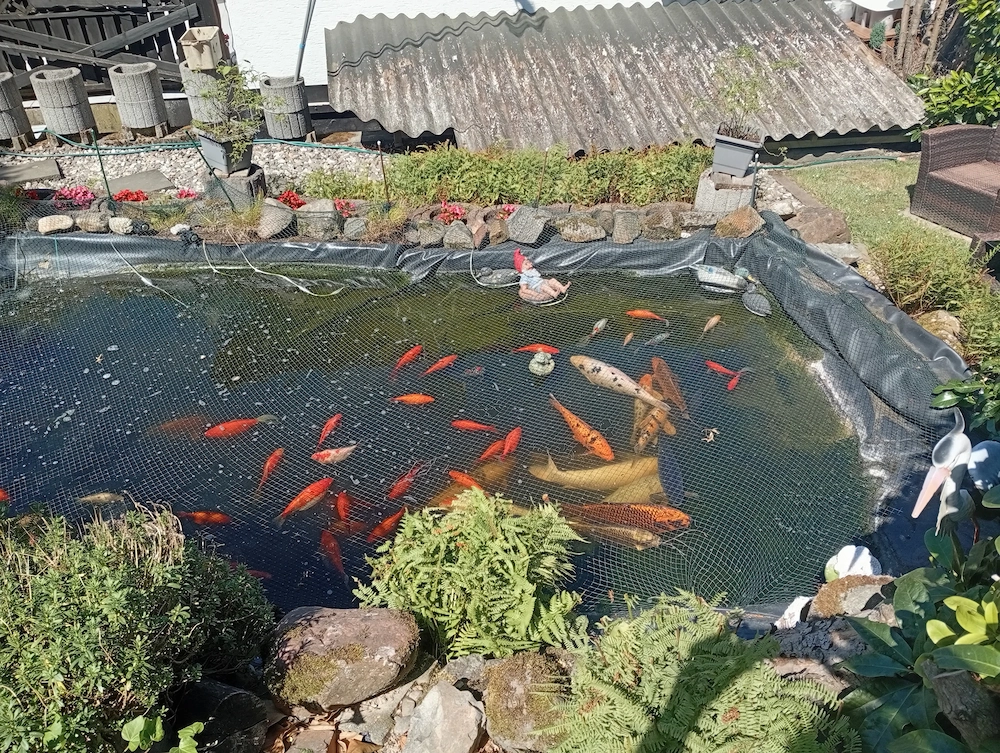 Kois und Goldfische guenstig abzugeben