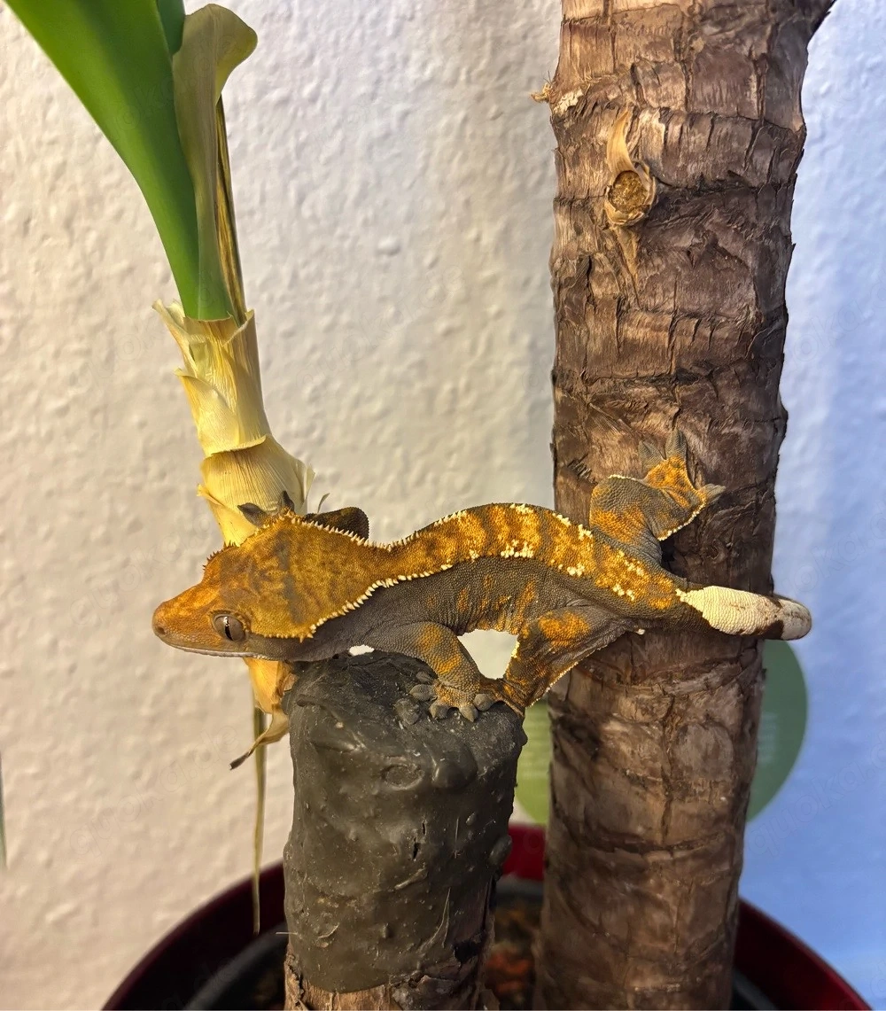 Kronengecko (Correlophus ciliatus)   Flame   Harlequin