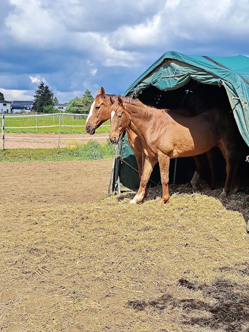 Selbstversorger-Offenstallplatz frei | Leinburg Moritzberg| 