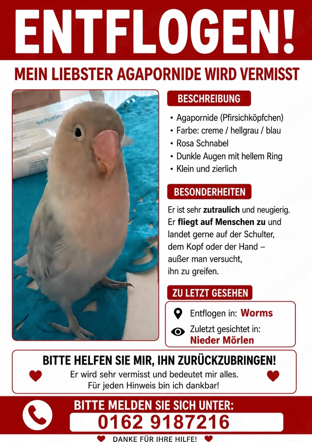 Vogel vermisst