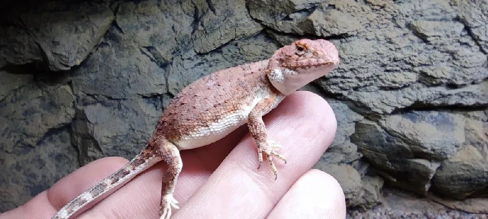 tympanocryptis centralis Pärchen 