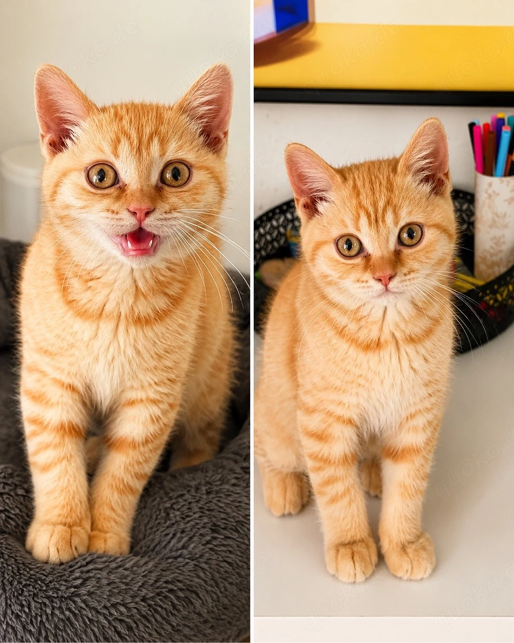 Reinrassiger BKH Kater mit Stammbaum