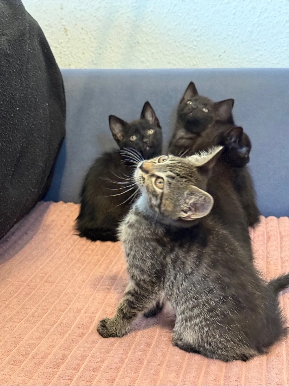 bkh mix kitten