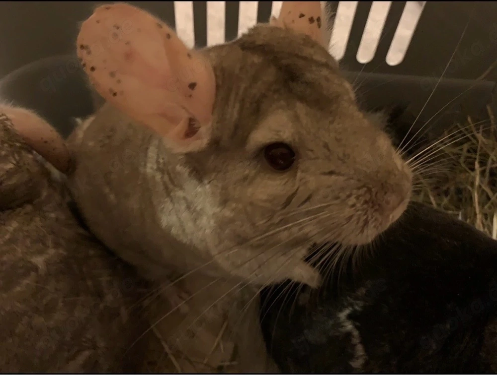 2 männliche Chinchilla 