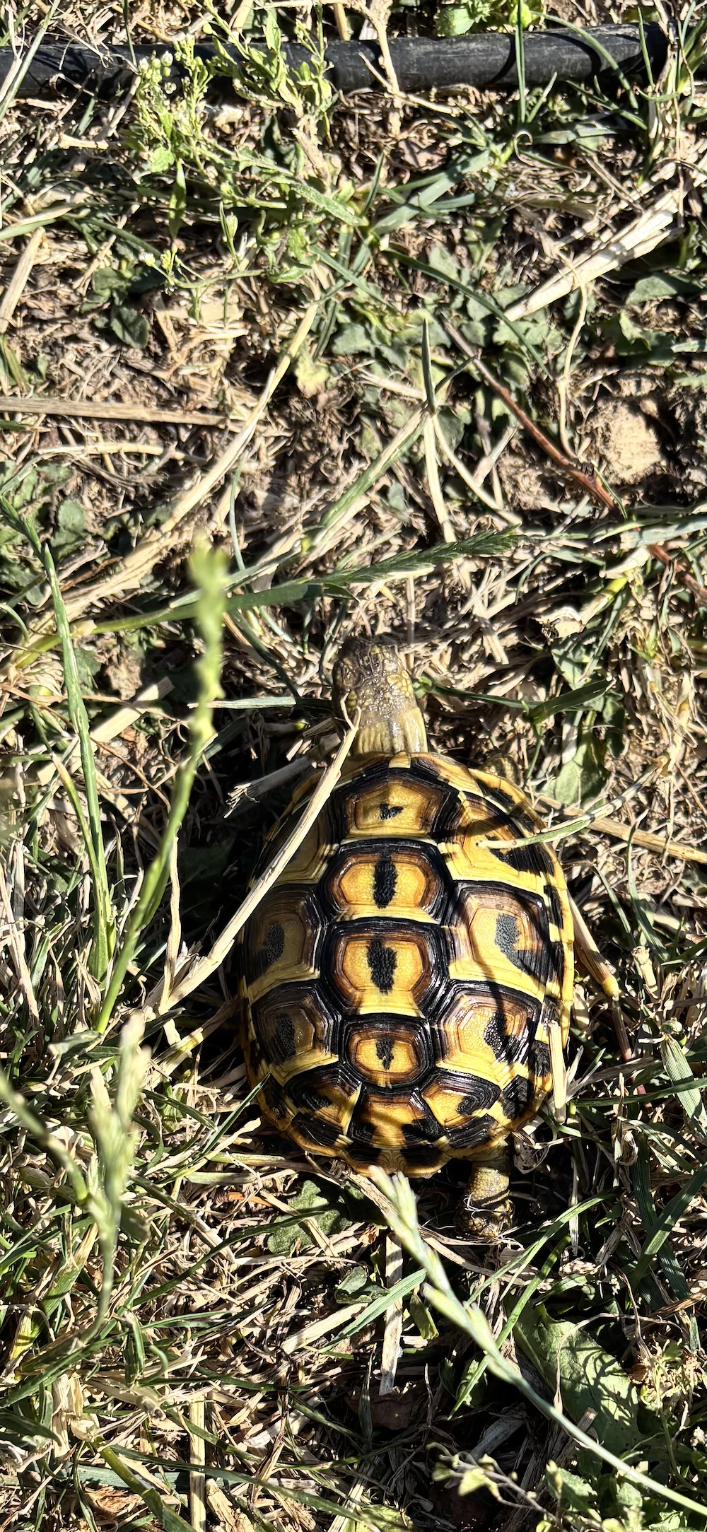Griechische bzw. Italienische Landschildkröte