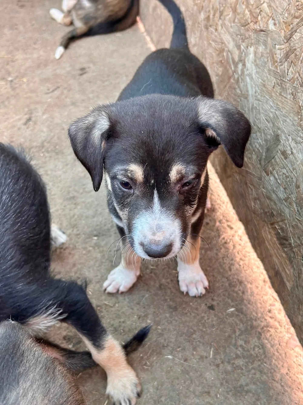 Ellie sehnt sich nach einem Körbchen