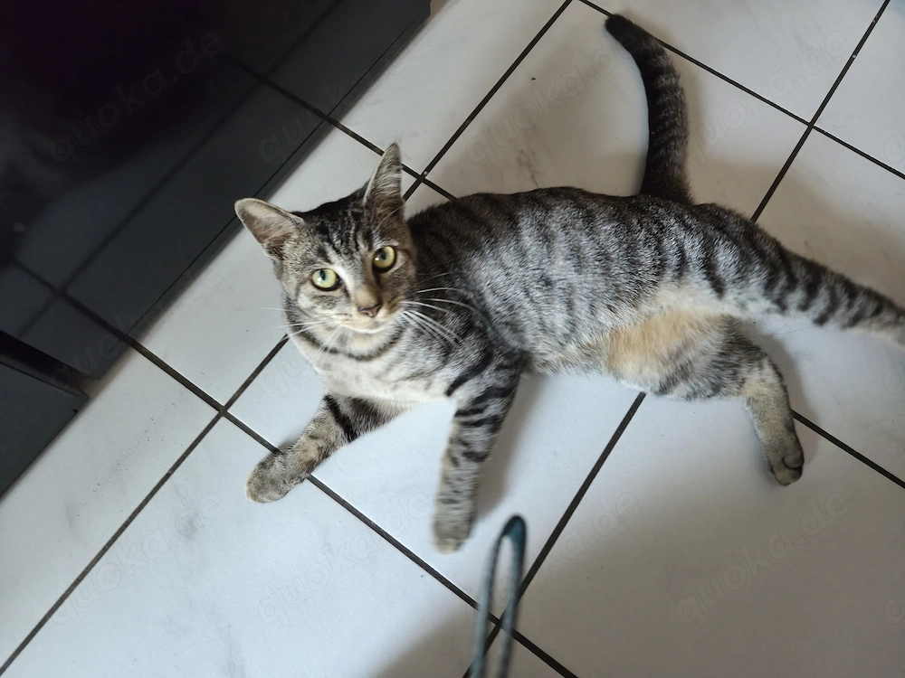 Junge Katze Bengal Mix 
