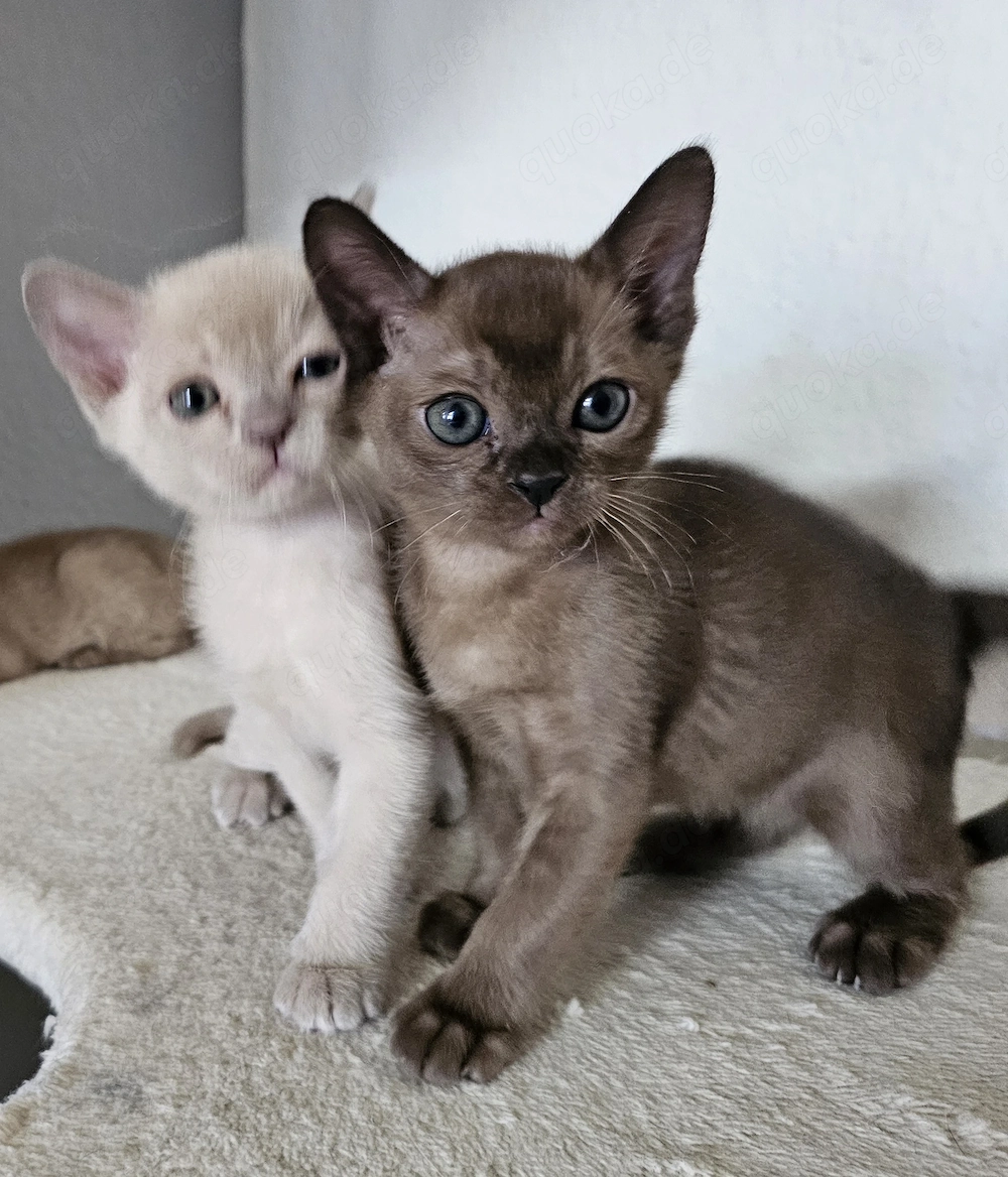 Burma Kitten. Reinrassig. Lilac, braun, chocolate 