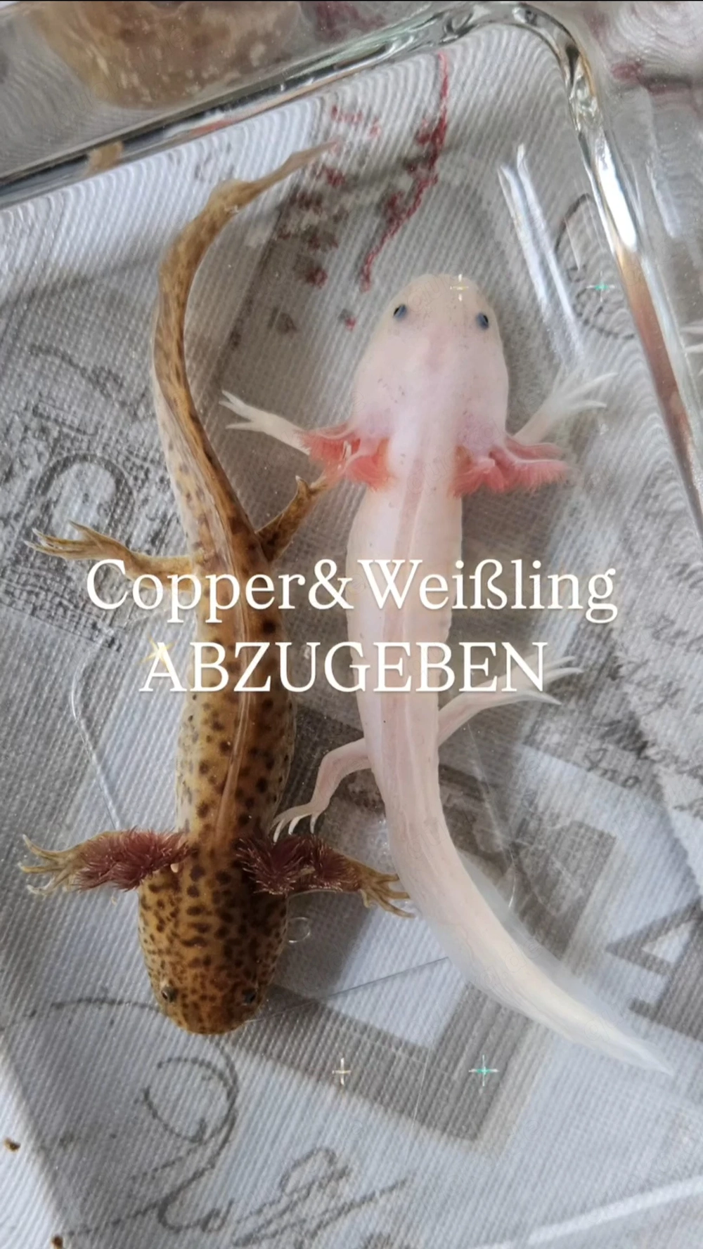 Wildling Weißling Copper Mela