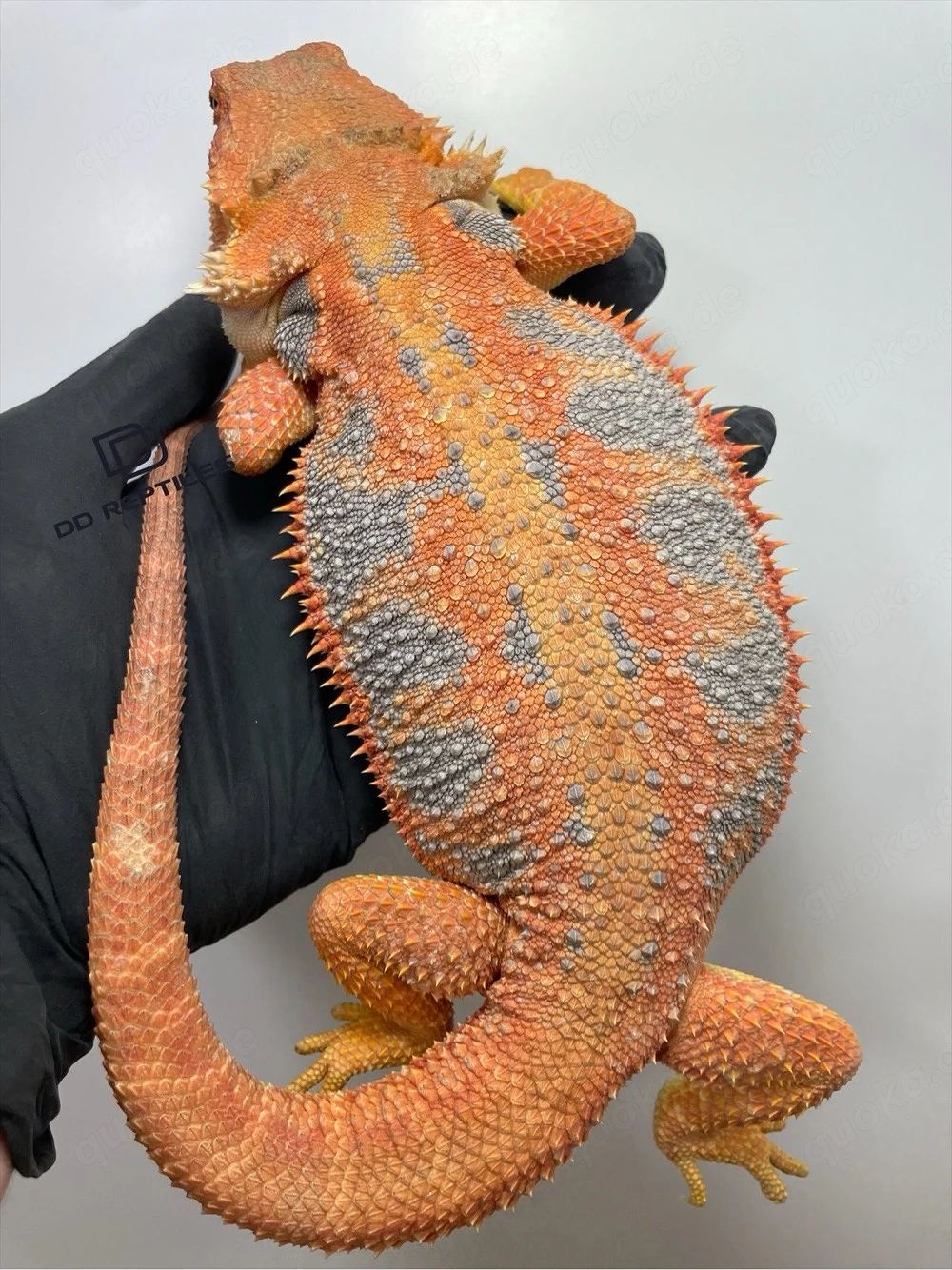 Bartagamen Weibchen Adult Orange Hypo high blue Tiger