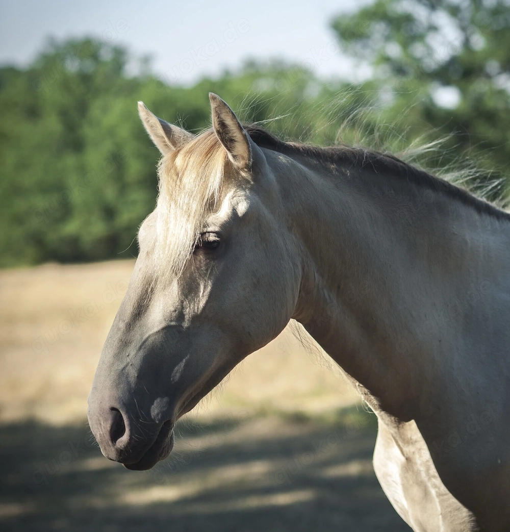 Ojalá de Alambar - PRE Pura Raza Espanola, Stute, 2 Jahre, Isabelo  Isabela Negra (Double Pearl)
