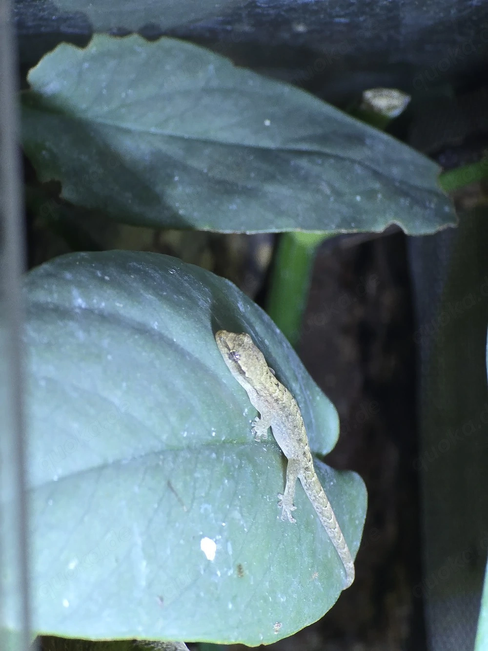 3x Lepidodactylus lugubris   Trauergeckos abzugeben
