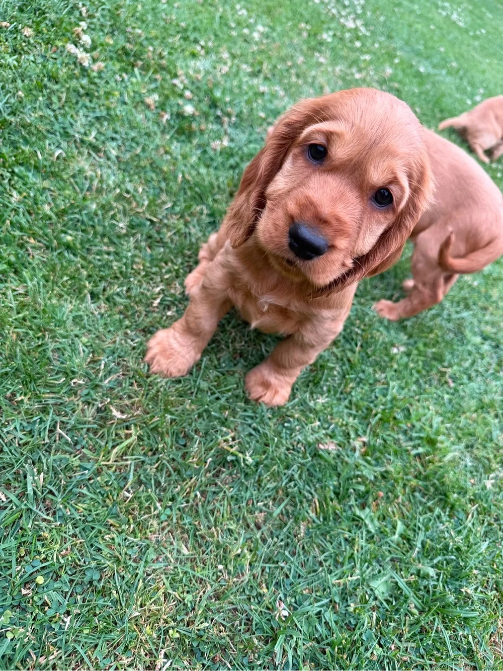 Cocker Spaniel Welpen
