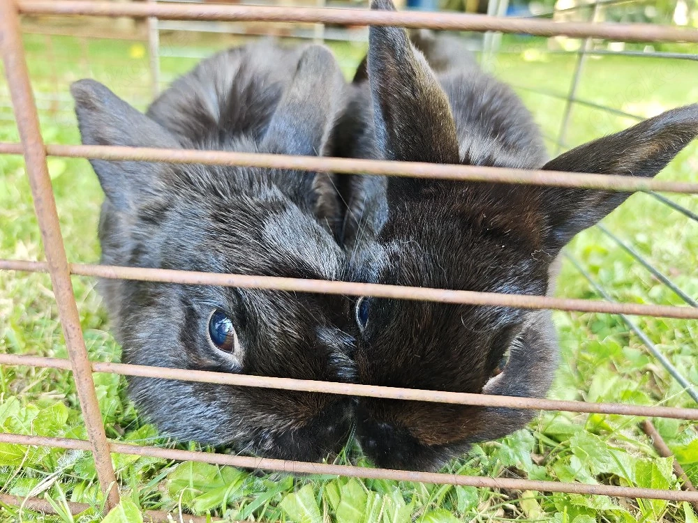 Zwergkaninchen mit Käfig und Zubehör abzugeben 