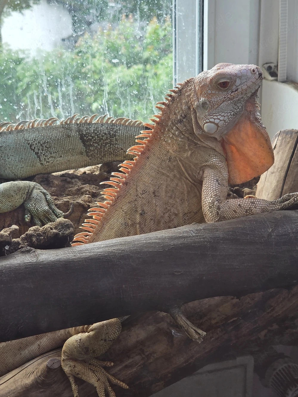 1.0 Iguana Iguana Albino 