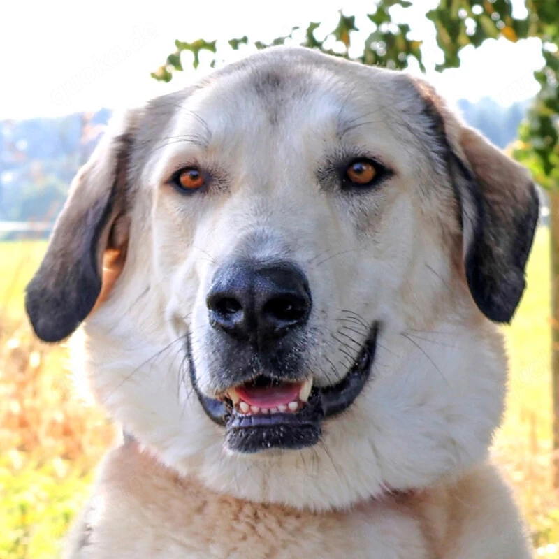 Zimtschnecke - 6 Jahre - Kangal-Mix- Tierhilfe Franken e.V.