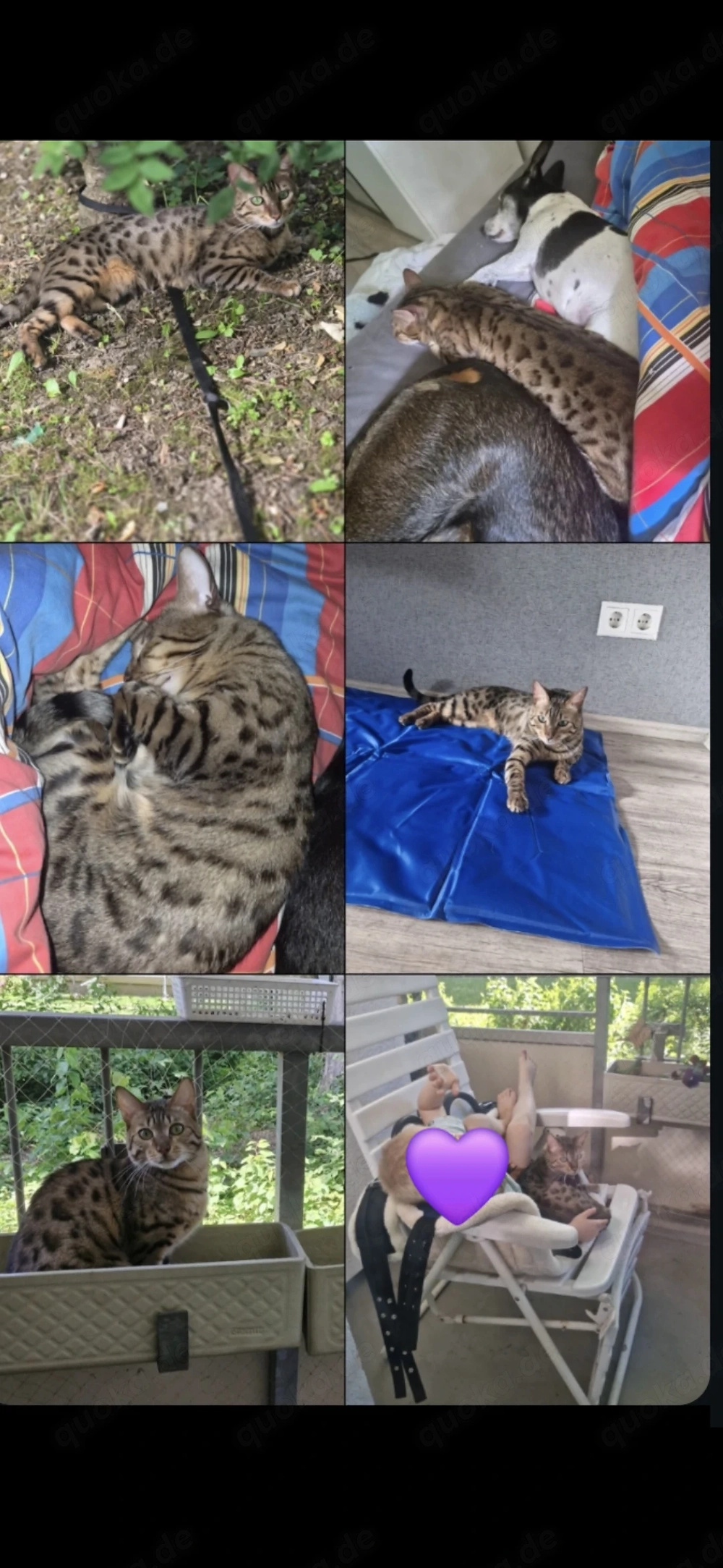 Bengalkater sucht neues Zuhause 
