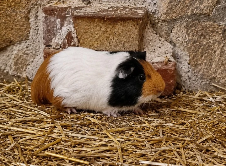 Decktaxe Meerschweinchen 