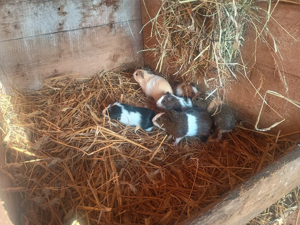 bunte Meerschweinchen Böcke abzugeben!