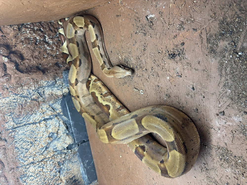 Boa Constrictor Constrictor 1.0 