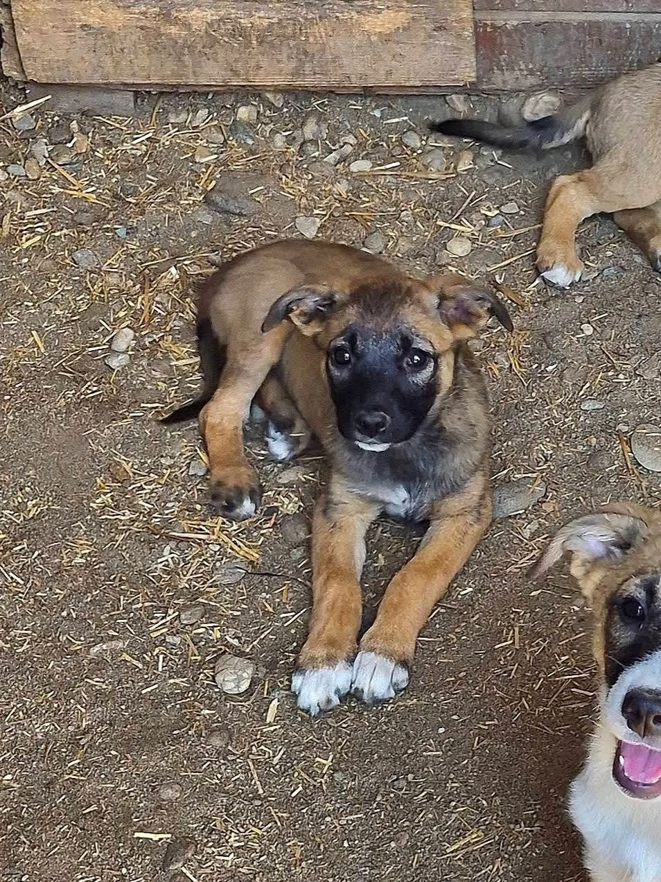 Tilly sucht liebevolle Hände