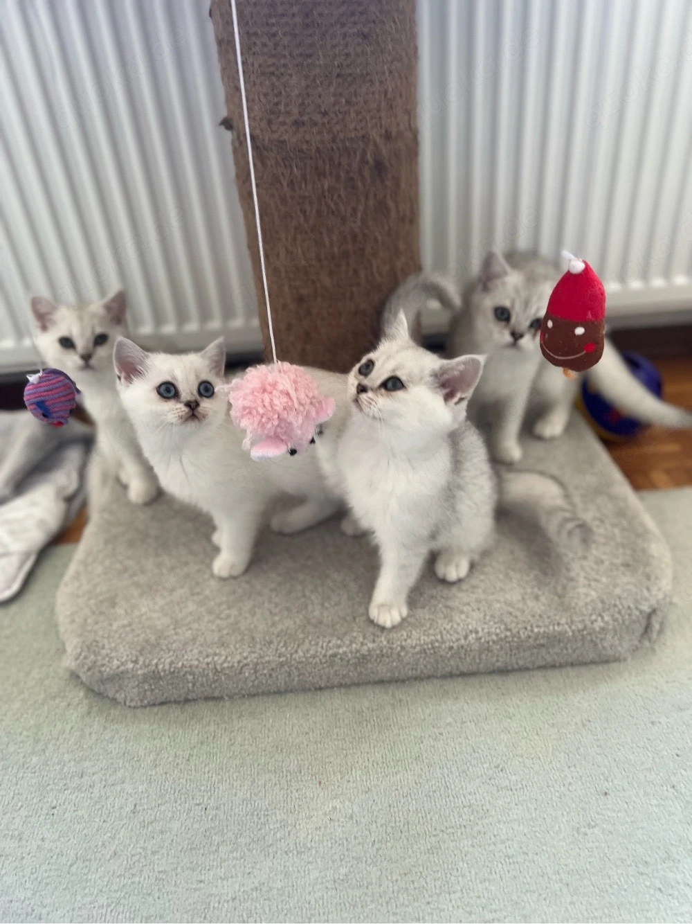 Reinrassige BKH Kitten mit blauen Augen