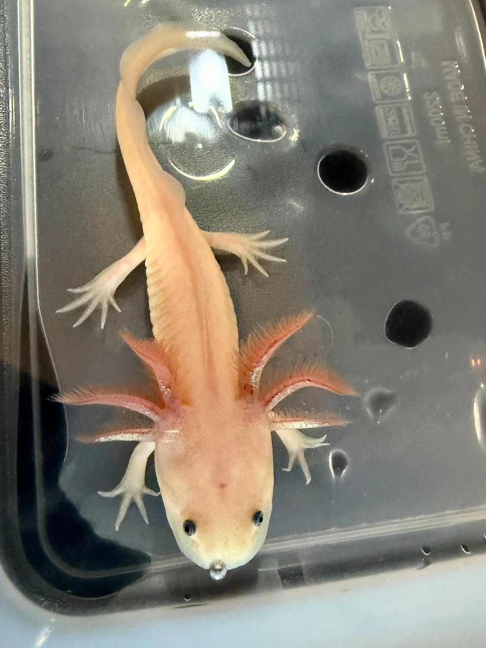 Kleine Axolotl abzugeben