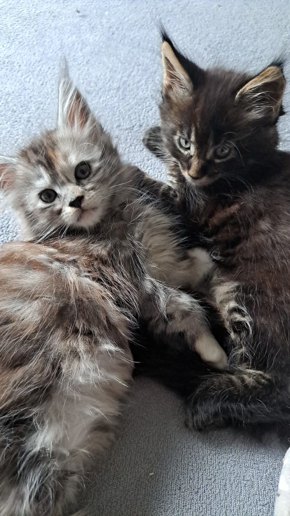 Maine Coon Kitten mit Stammbaum 