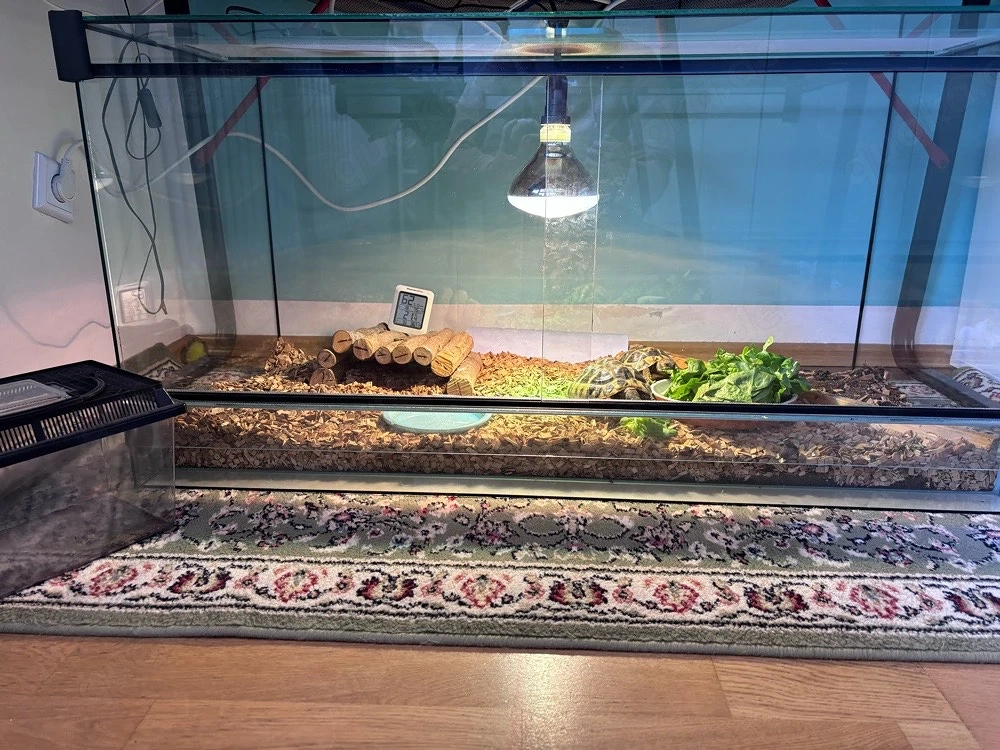     Griechische Landschildkröte, Testudo hermanni boettgeri, CITES, EU-Bescheinigung, Terrarium,